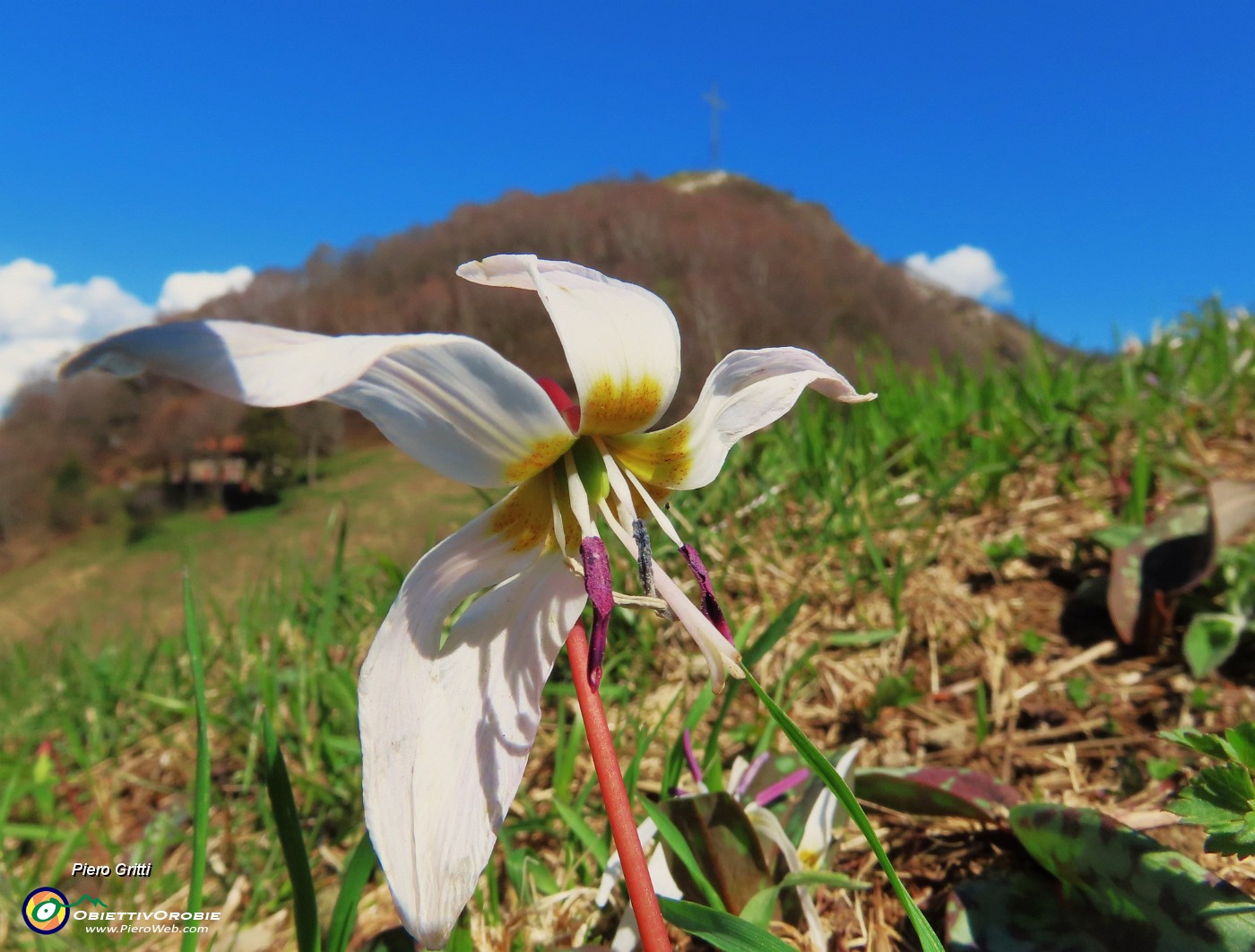 59 Erythronium dens-canis (Dente di cane) con vista sulla cima del Canto Alto.JPG